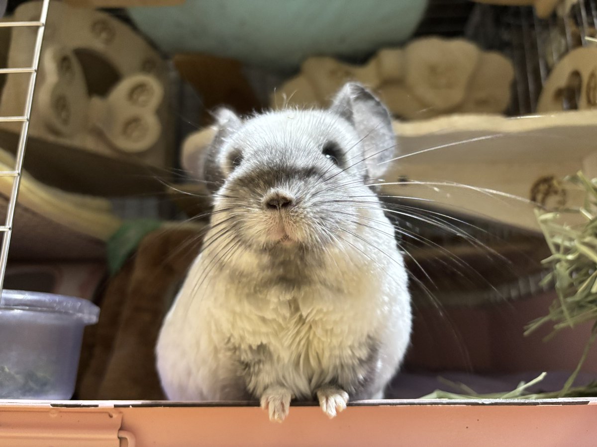 可愛いわさびさん。 可愛い。私が惚れた子だもの。