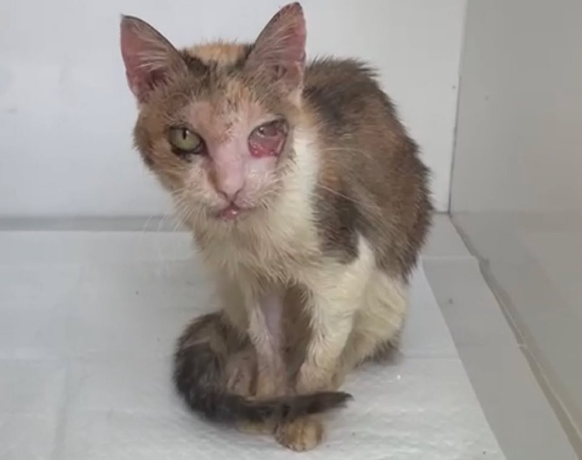 di_abrigo_davi's tweet image. Por favor, de coração, nos ajudem a conseguir pagar pela compra do lugar onde hoje é o abrigo. Nossa parcela mensal é de 2 mil, temos 350 e a data é amanhã. 
Foi um mês muito difícil, temos uma gatinha a Esperança internada desde o dia 9 de janeiro e os gastos foram muitos