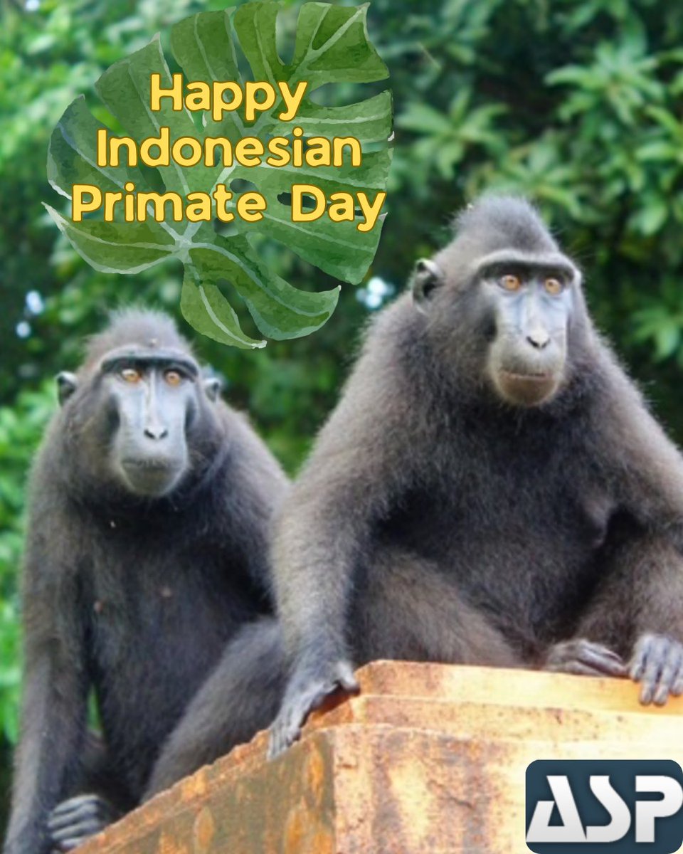 AmSoc Primatologists tweet media