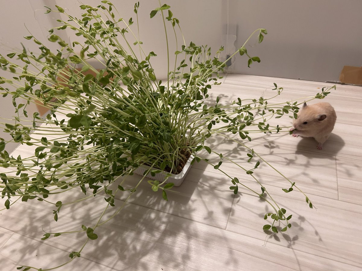 豆苗育ちすぎ🌱