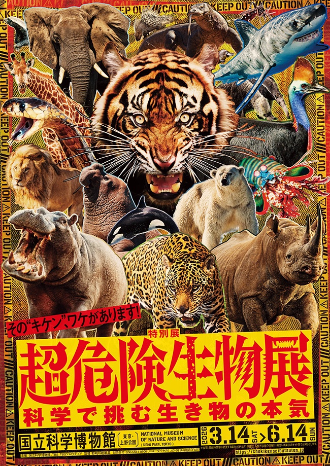 KidsEvents's tweet image. 【招待券プレゼント】この春、ヤバい生き物が大集結！特別展 #超危険生物展 が3月14日（土）から #国立科学博物館 で開催！猛毒や鋭い牙、電撃など生き物の“必殺技”の秘密を科学で解明！#小学生 の #自由研究 にもピッタリ！

kids-event.jp/present/202603…

#春休み
#子供とお出かけ
#キッズイベント