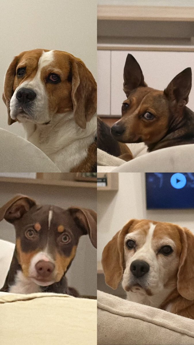 Desde Neuquén, Argentina, nosotros 4 también pedimos #JustiçaPorOrelha #Justiciapororelha