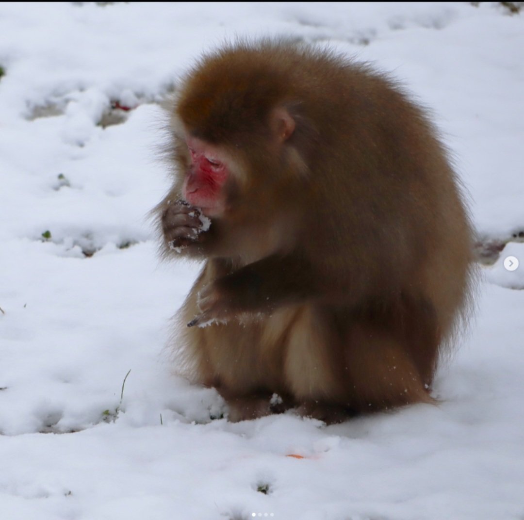 stichtinggaap
Een nieuwe laag verse sneeuw zorgt voor veel bekijks bij onze dieren! ❄️
Op de Apeneilanden genieten de Japanse makaken en bavianen zichtbaar van het winterse landschap in hun buitenverblijven. 
#sneeuw #stichtinggaap