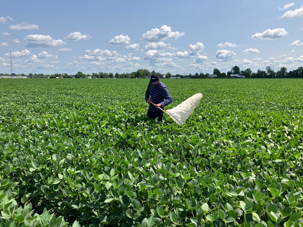 SoybeanResearchInfoNetwork tweet media