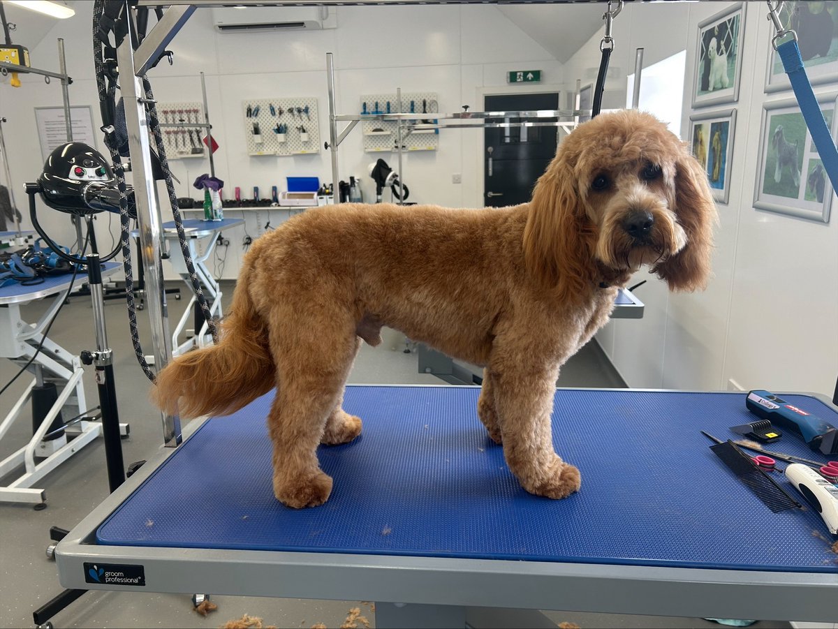 NorthlandColl's tweet image. 📣 We're looking for dogs to help our #DogGrooming students. 📣

Do you have one of these breeds?

✅ Hand strip breeds
✅ Medium/long coated breeds
✅ Wool coated breeds
✅ Breed specific trims (Miniature Schnauzer, Spaniel)

Email ➡️ Grooming.parlour@northumberland.ac.uk