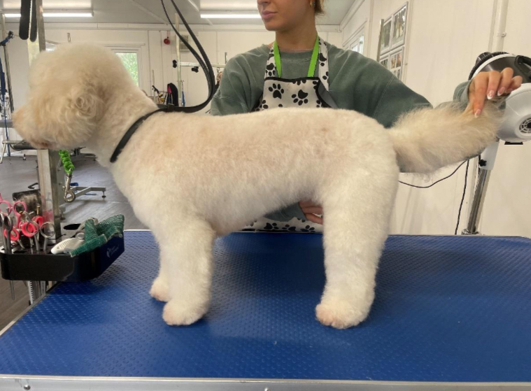 NorthlandColl's tweet image. 📣 We're looking for dogs to help our #DogGrooming students. 📣

Do you have one of these breeds?

✅ Hand strip breeds
✅ Medium/long coated breeds
✅ Wool coated breeds
✅ Breed specific trims (Miniature Schnauzer, Spaniel)

Email ➡️ Grooming.parlour@northumberland.ac.uk
