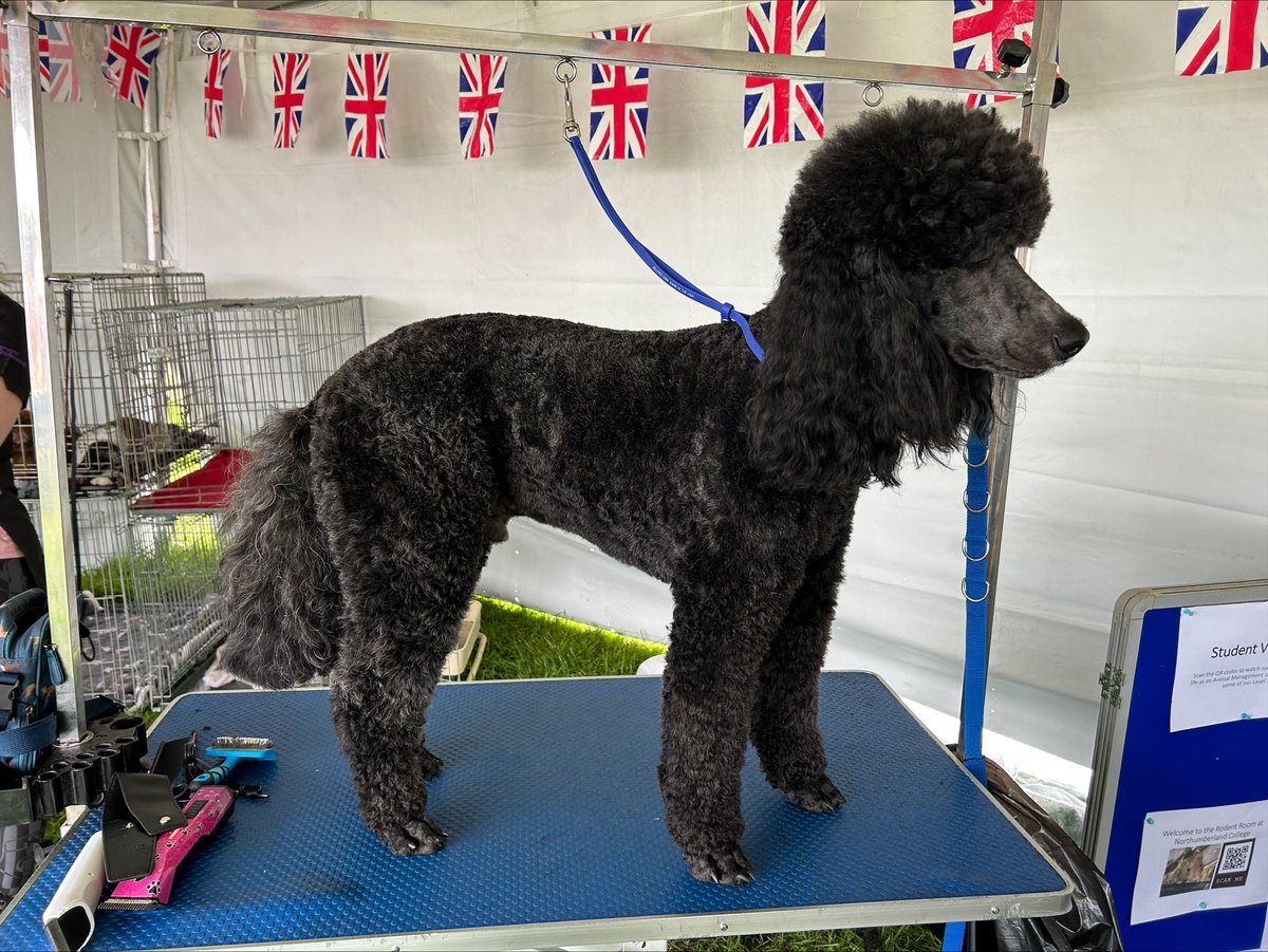 NorthlandColl's tweet image. 📣 We're looking for dogs to help our #DogGrooming students. 📣

Do you have one of these breeds?

✅ Hand strip breeds
✅ Medium/long coated breeds
✅ Wool coated breeds
✅ Breed specific trims (Miniature Schnauzer, Spaniel)

Email ➡️ Grooming.parlour@northumberland.ac.uk
