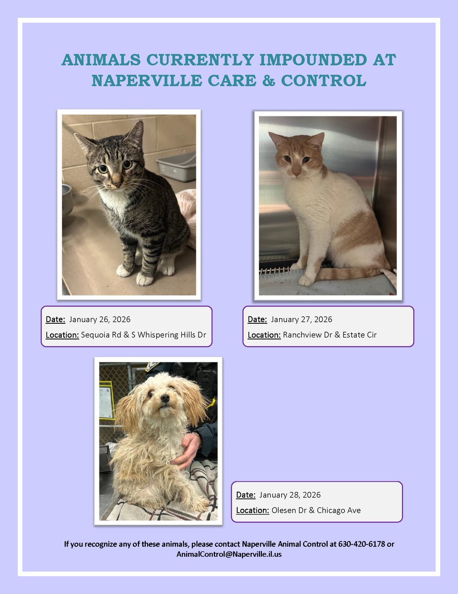 Can you help these lost pets find their way home? Call Animal Control at 630-420-6178 if you know where any of them belong.