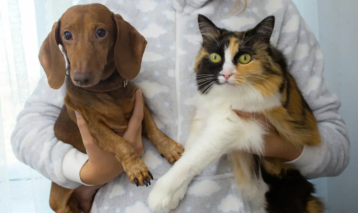 CanalCapital's tweet photo. #Actualidad ¿Pensando en adoptar un perro o gato? Esta es la señal que esperabas. 💫
Bogotá inicia el 2026 con la primera gran jornada de adopción del año de @AnimalesBOG 🐕🐈 donde podrás conocer a tu nuevo compañero y recibir orientación.

¡Prográmate aquí! 📲 https://t.co/n3aMct7T97