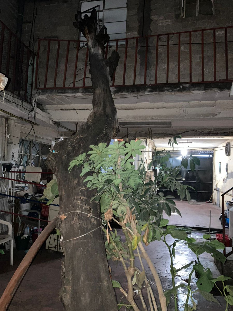 Eclectic_Animal's tweet photo. @AlcaldiaMHmx @CNPC_MX su apoyo por favor para retirar el árbol seco que cayó sobre el barandal, poniendo en peligro la integridad de los habitantes de Lago Erne 183, Col. Pensil https://t.co/Po2vPHLKk4