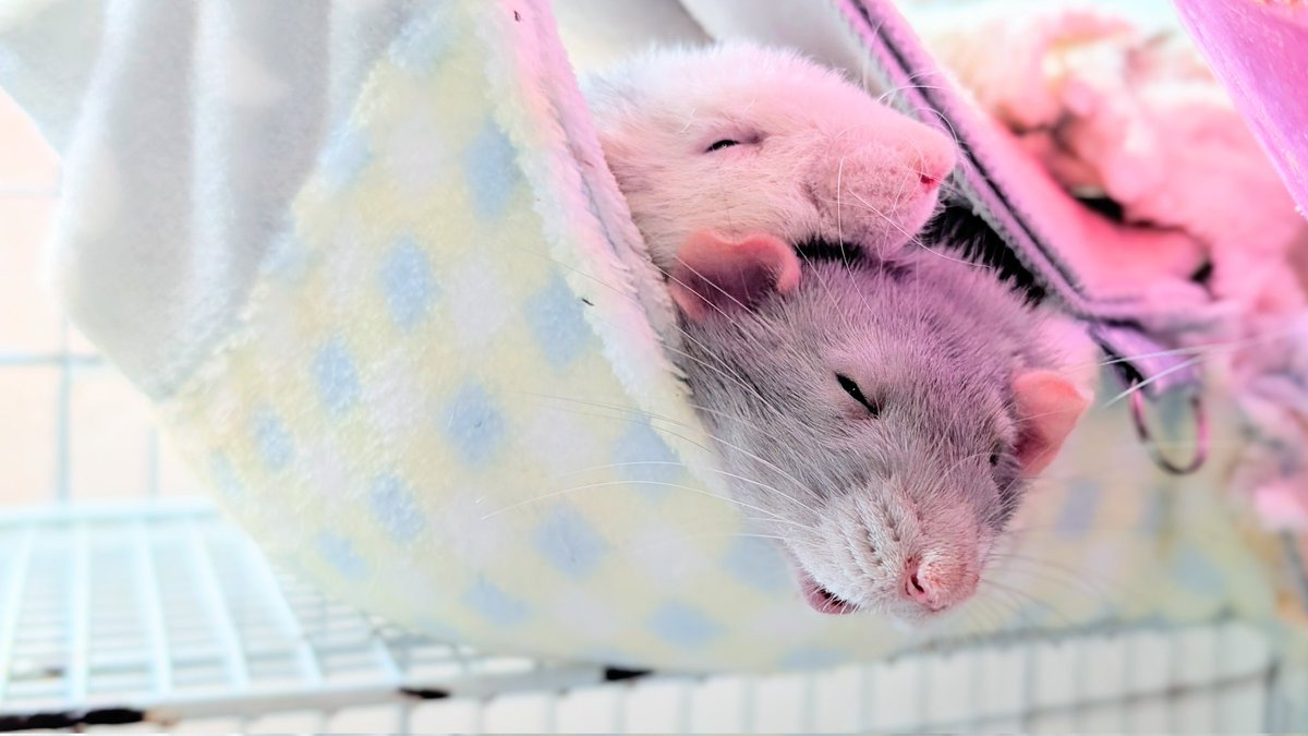 ファンしぃ🐀🐁⸒⸒ tweet media