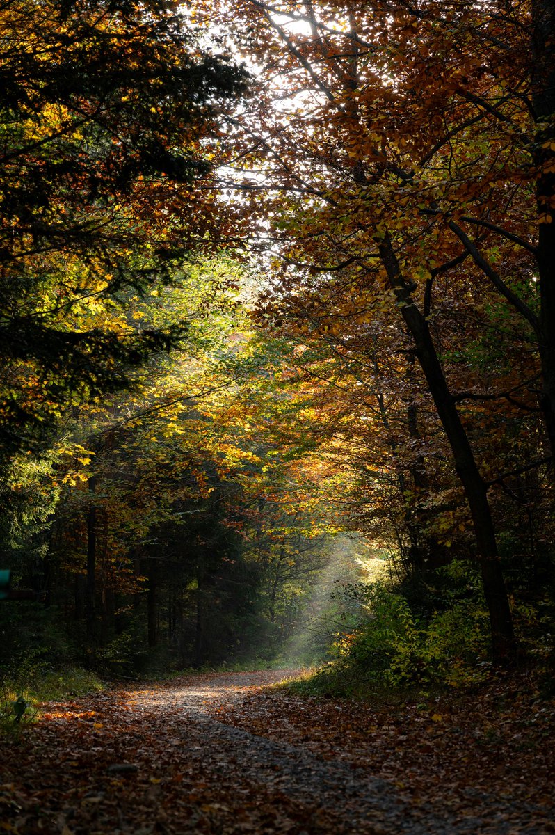 earthcurated's tweet image. ✨🍂