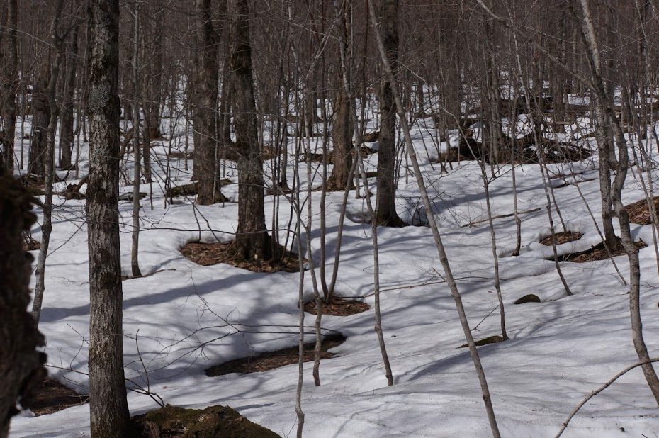 State Foresters tweet media