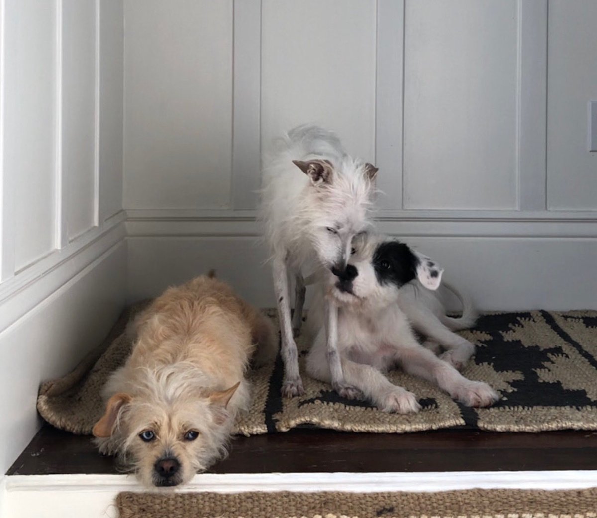 jcorl49's tweet photo. @Jason One middle age, a senior and a puppy. All rescues https://t.co/jlHdnKrJsZ