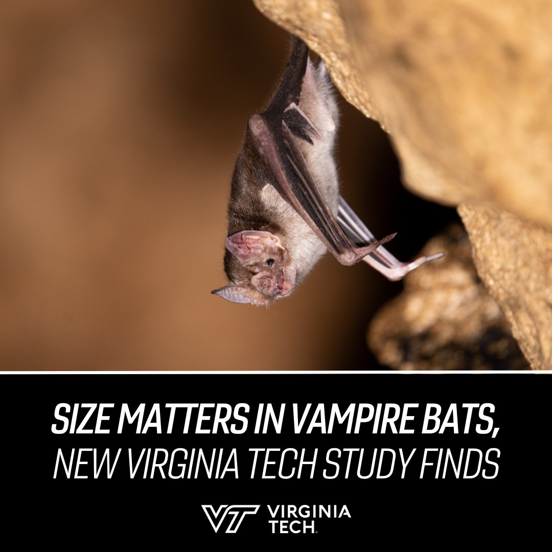 Virginia Tech News tweet media