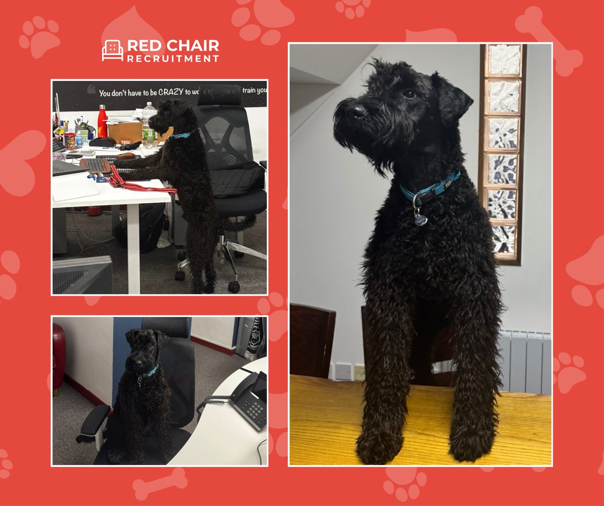 Red Chair Recruitment tweet media