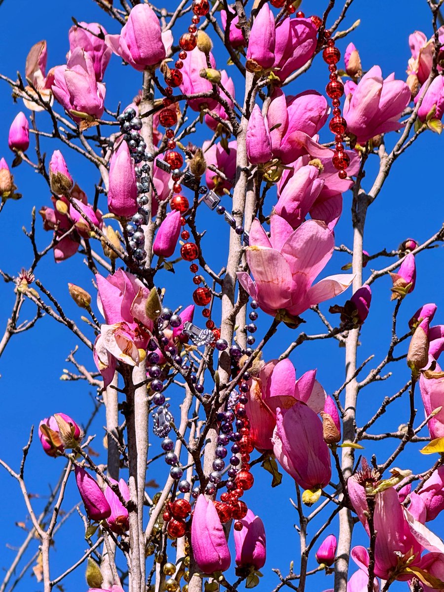 DavidMora's tweet photo. Japanese magnolias all along Convention Center Boulevard 🌸🌸🌸 https://t.co/vJH8Jpj4nr