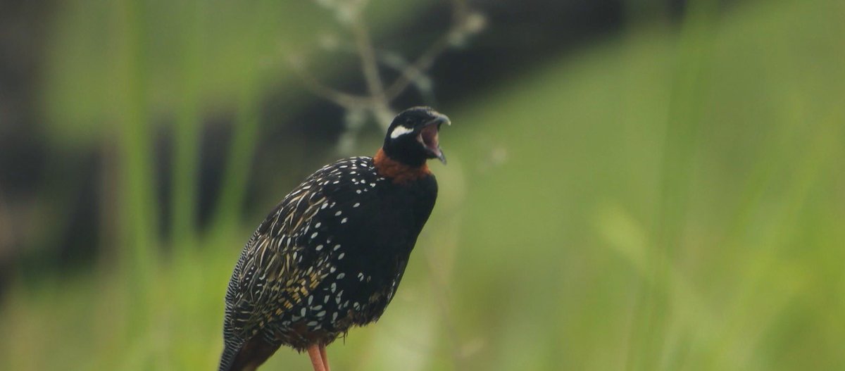 Kirti Vardhan Singh tweet media