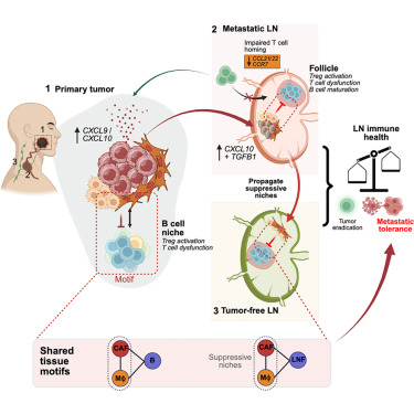 Cancer Cell tweet media
