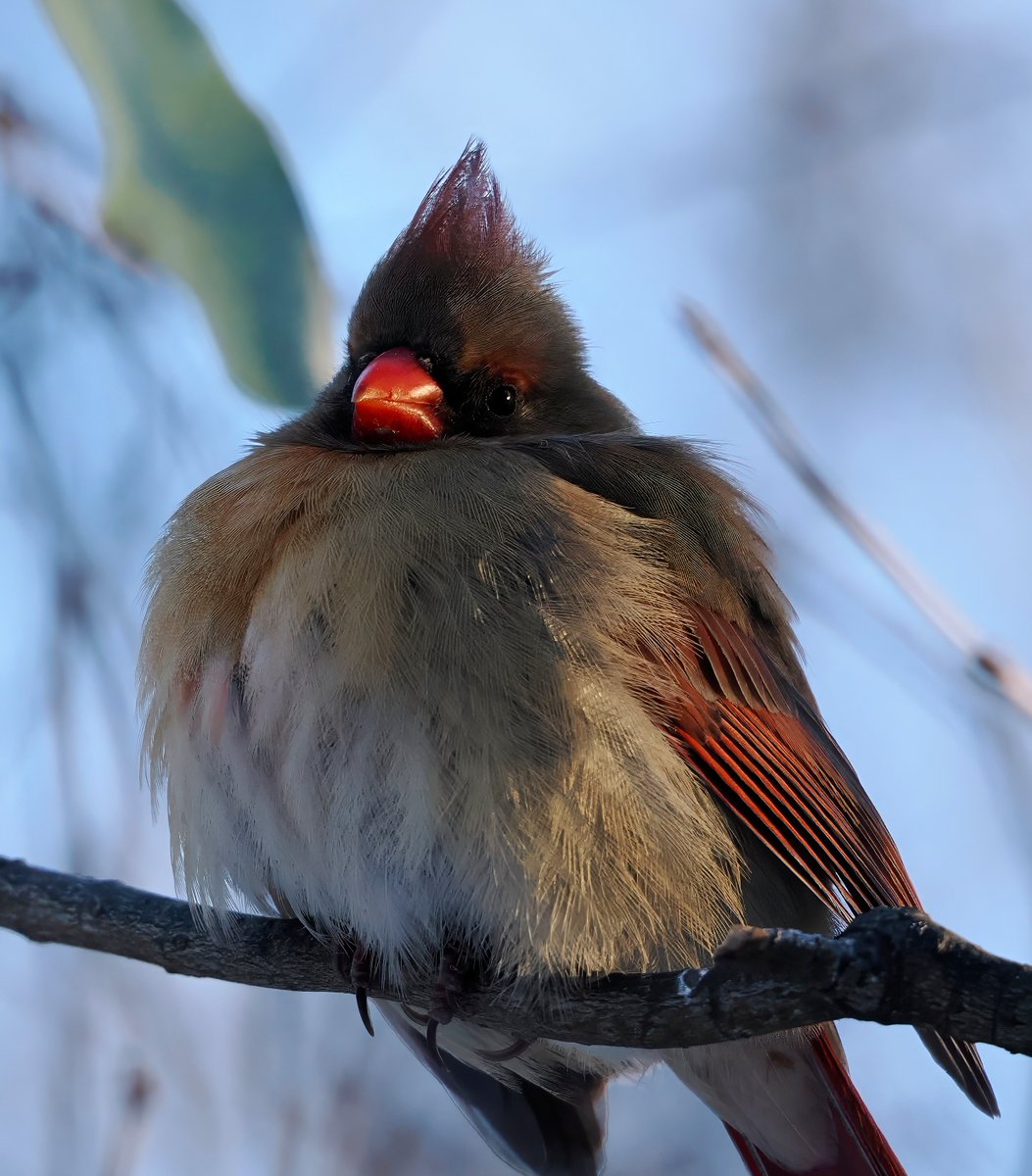 Felt like the coldest morning yet in this epic deep freeze, as you can see by how floofy this beautiful Northern Cardinal is! It's amazing they can survive this bitter weather. 🤎❄️❤️ #Cardinal #CentralPark #birdcpp