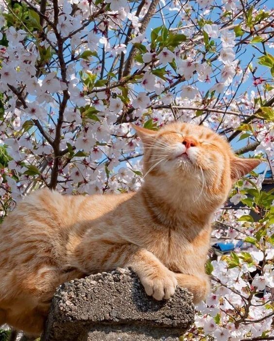 Epic Animals (@epicanimalsx) on Twitter photo 