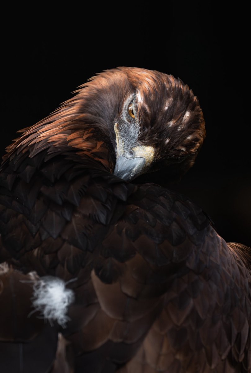 mugimugi_z's tweet image. 羽繕いしてるだけなのにとんでもなくかっこいい🪶

#イヌワシ