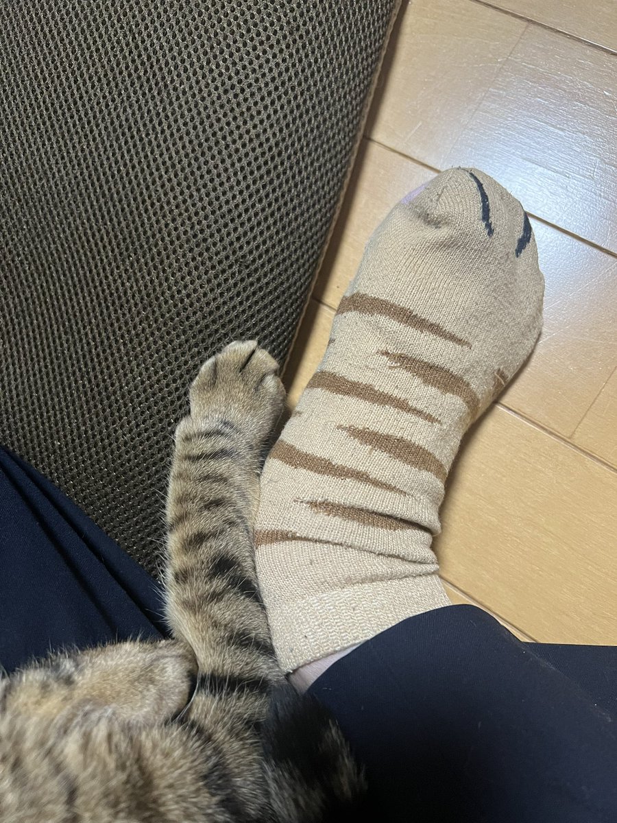 Jade_12_14's tweet photo. おそろい😻
＃キジトラ
＃保護猫 https://t.co/7RivEQagpn