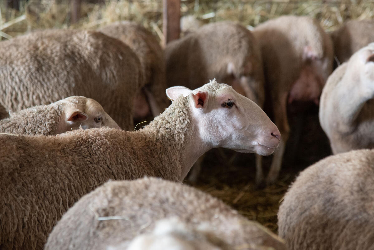 FAO Statistics tweet media