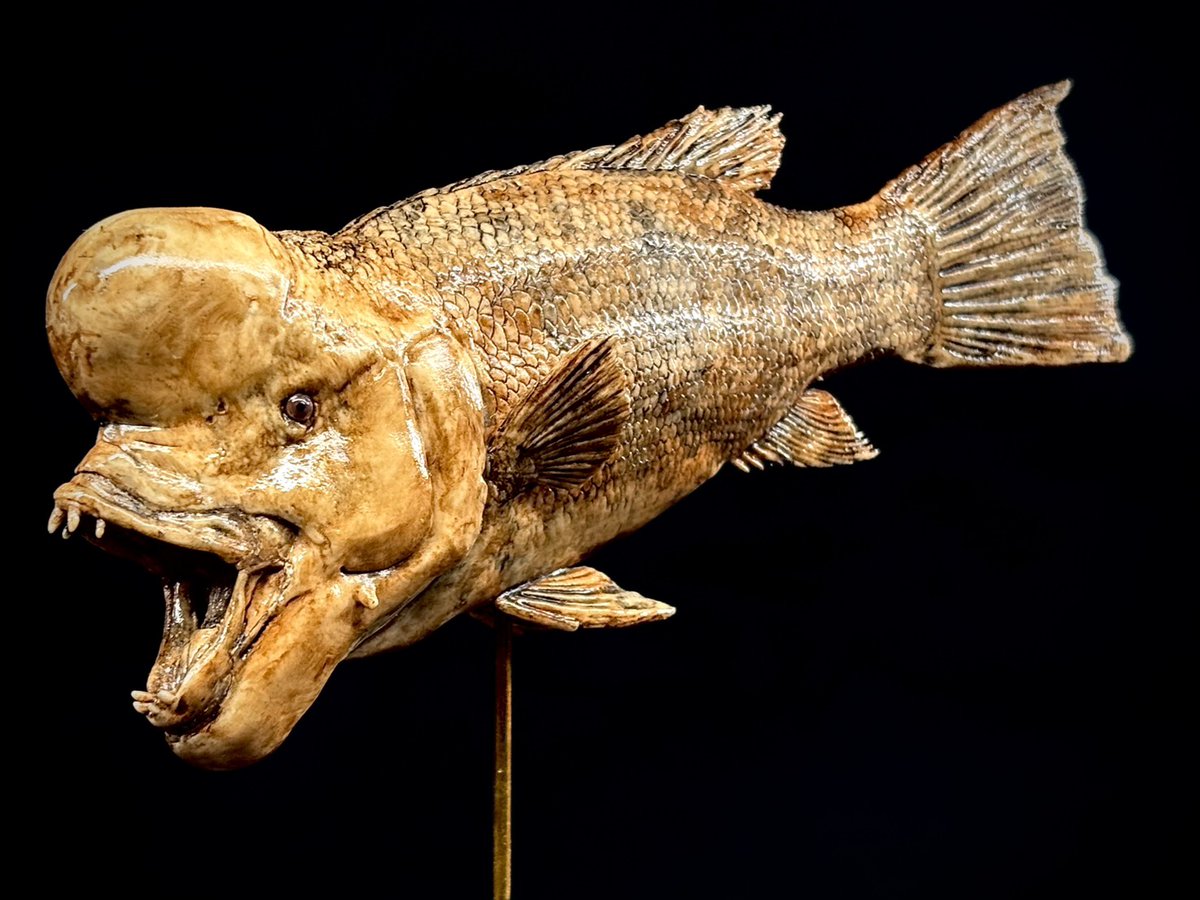 今こそ、そのときです。

ワンフェス2026冬にて新作のコブダイのガレージキットを販売！4500円。色々細かくて見どころが多いです！
ブースは6-18-09 (6ホール)です。
#WF2026W #WF2026Wおしながき