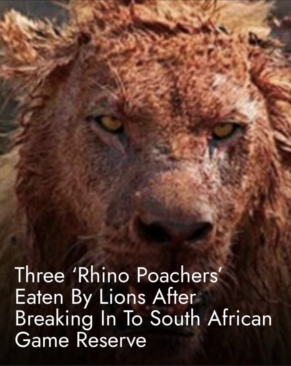 If this is fact, “Way to go, Lions!”