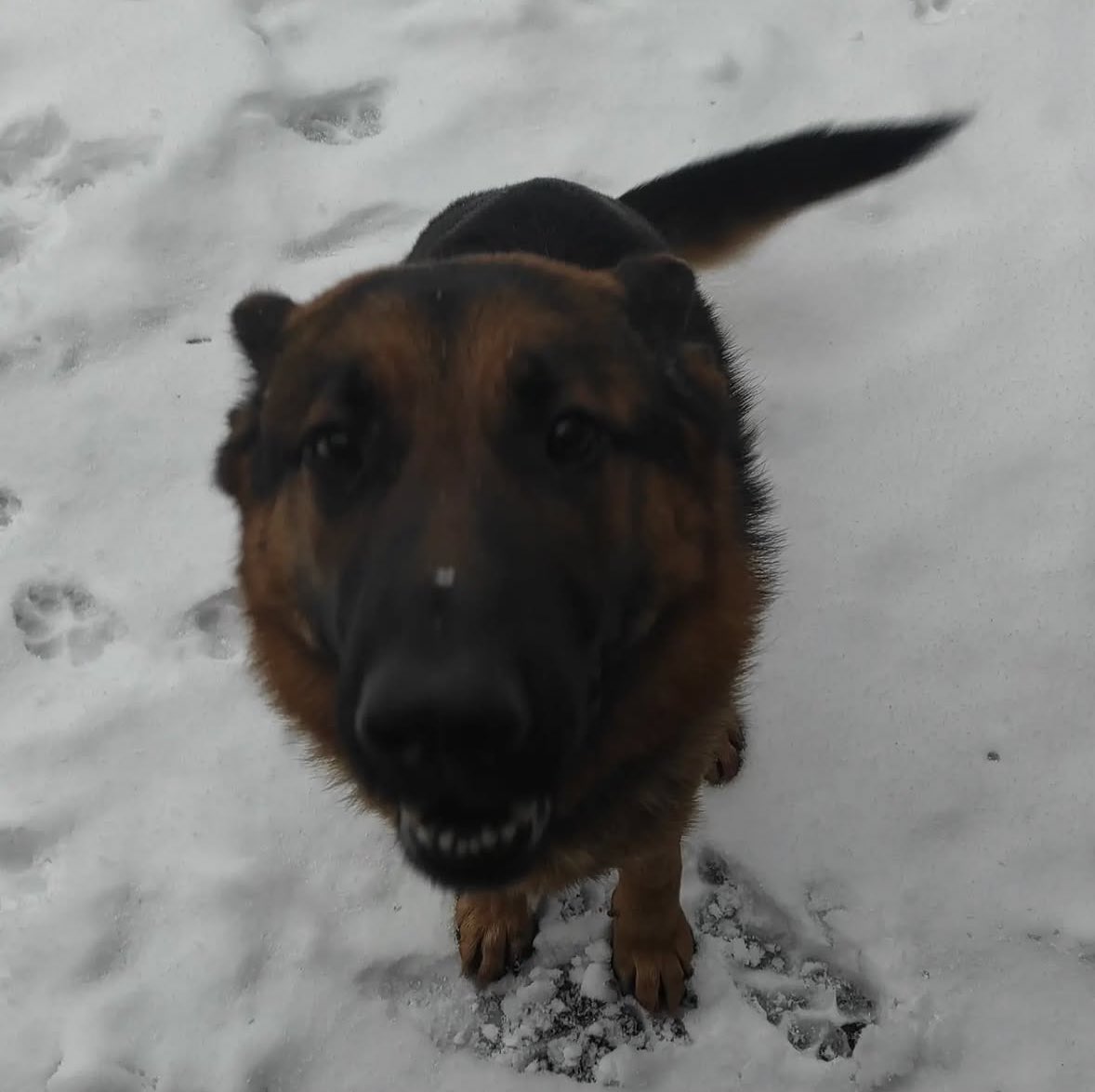 saphskins's tweet image. 🎁 15$ CRYPTO GIVEAWAY

➡️ TO ENTER:

✅ Follow me &amp;amp; @prosbind 
✅ Retweet
✅Tag a friend

⏰ Giveaway ends in 72 hours!