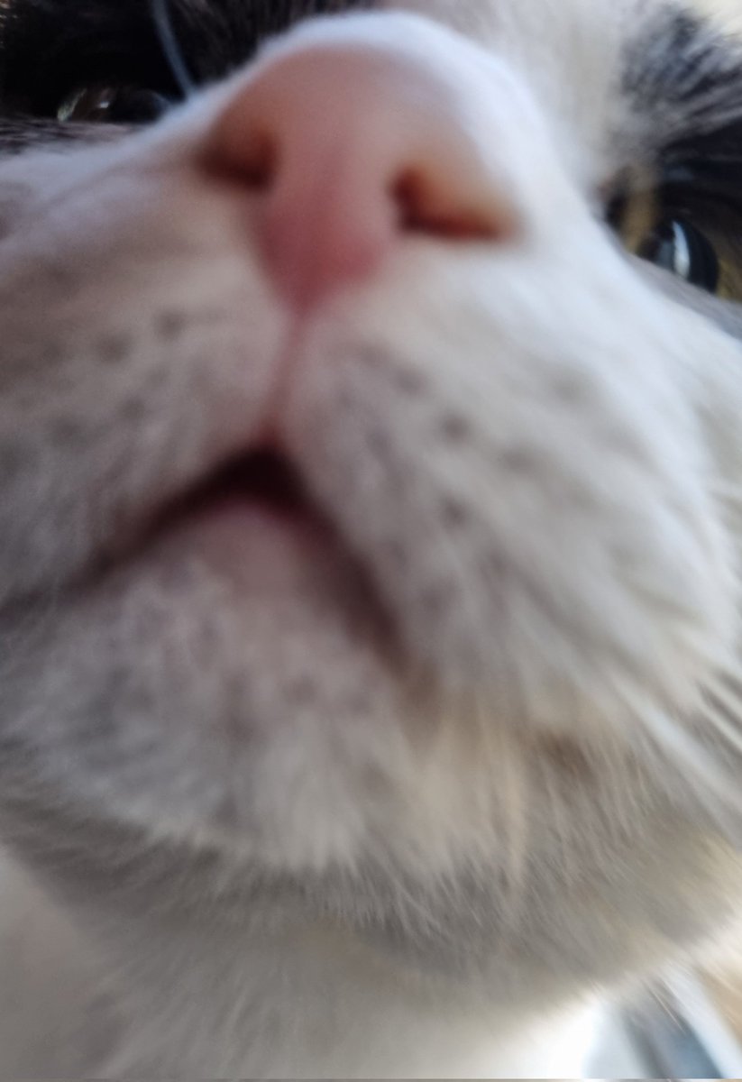 Pa must smell of catnip!! 😹😂
#FridayFeeling #cat #closeup