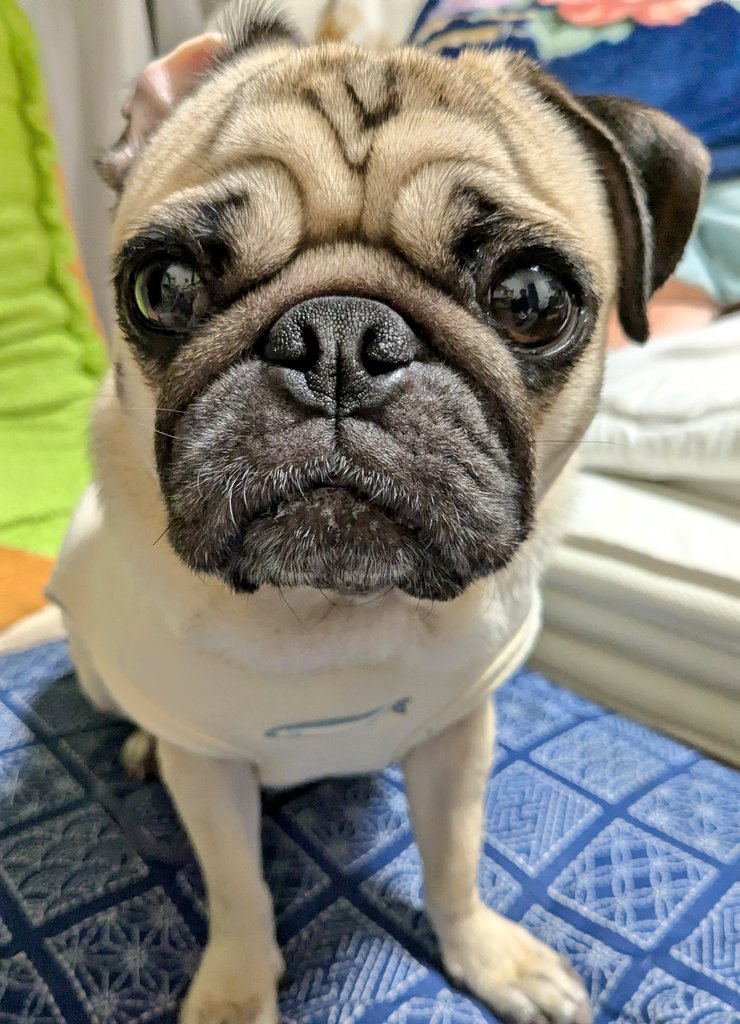 パグのこまめ (@pug_komame) / Posts / X