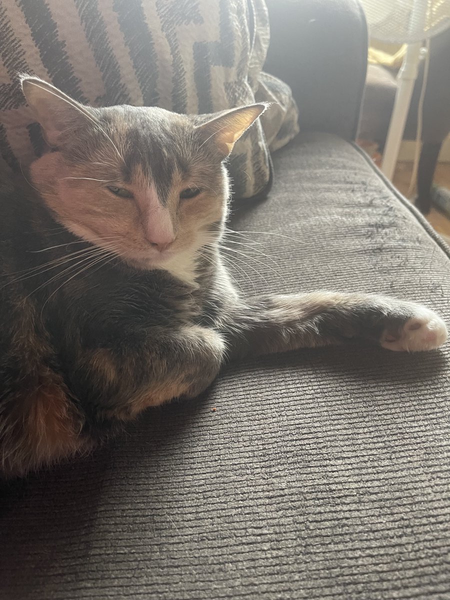 Diego Fresco tweet media