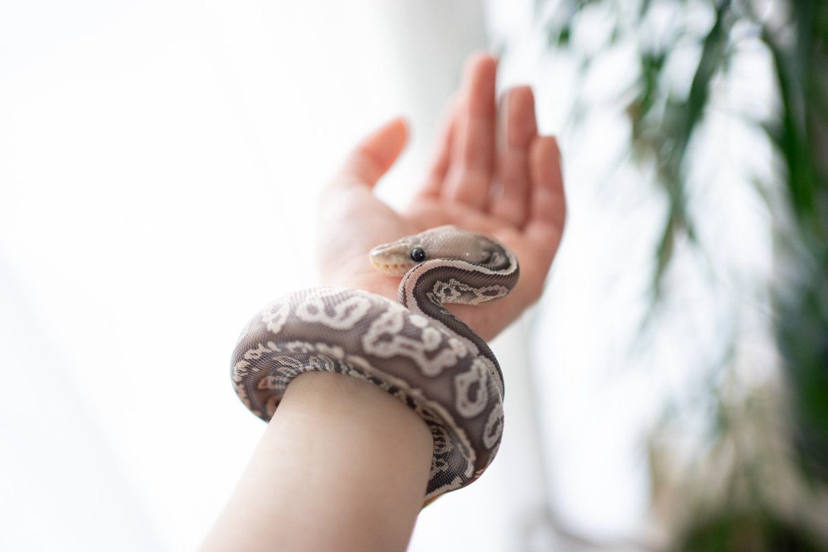 うわばみ】cocoro (@uwabami556) / Posts / X