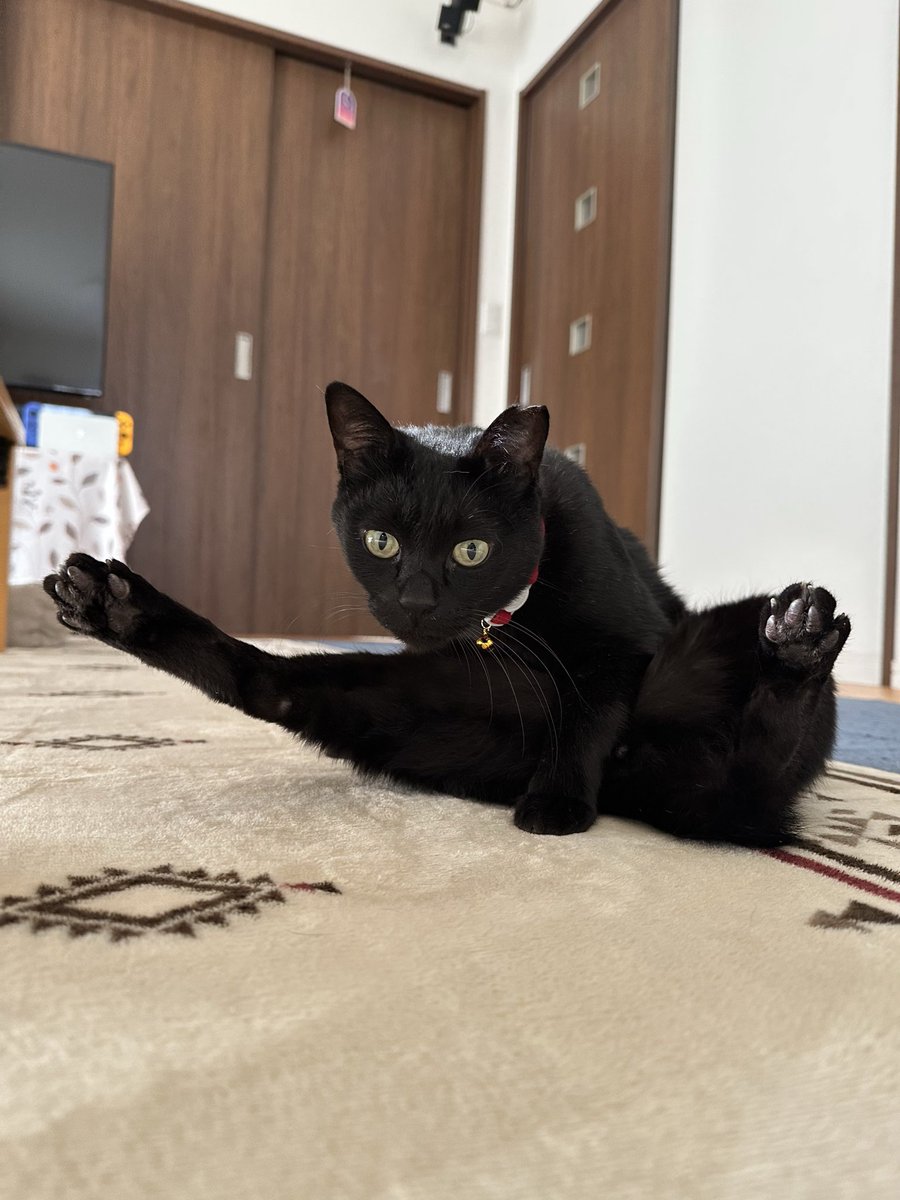 黒猫 (@kuroneko071975) / Posts / X