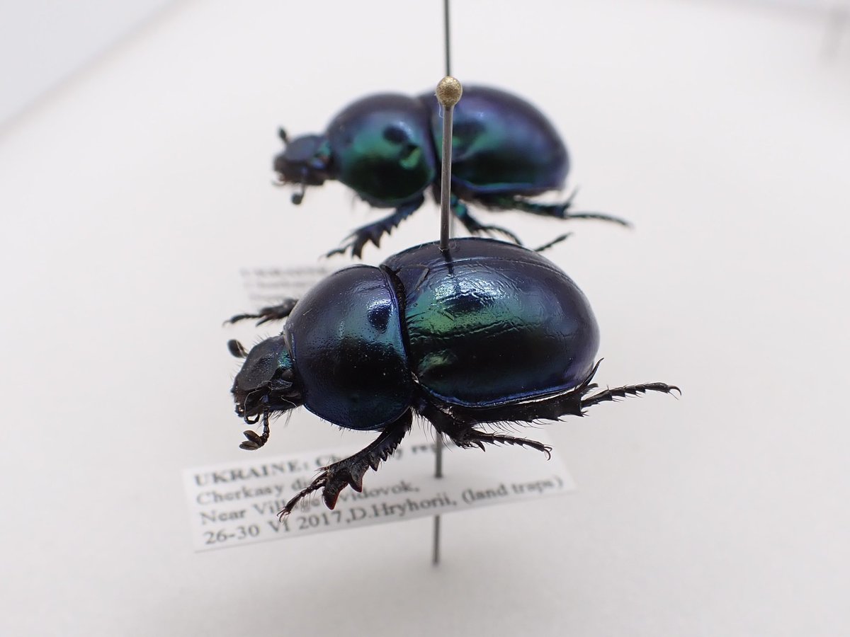 昆虫即売会インセクトポート tweet media