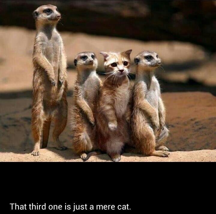 左から ミーアキャット ミーアキャット ミーはキャット ミーアキャット