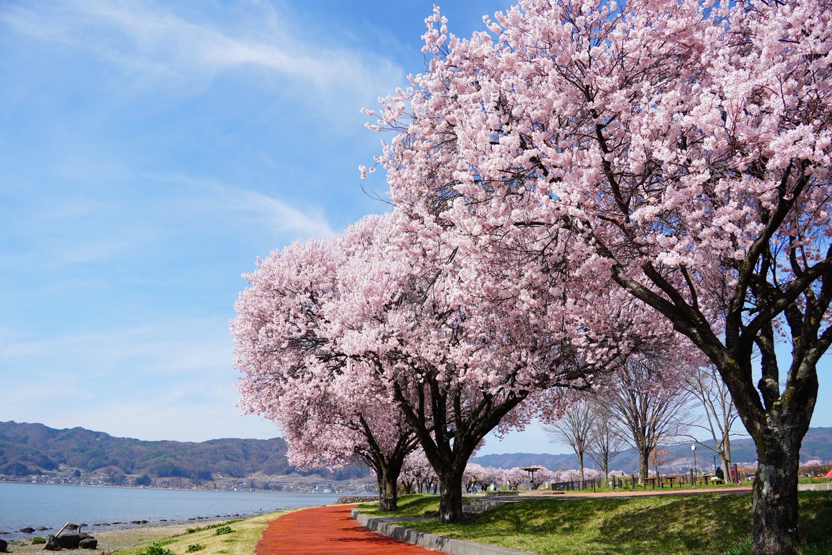 春の諏訪湖畔もいいものです。 #寒いので桜の画像でTLを埋めよう