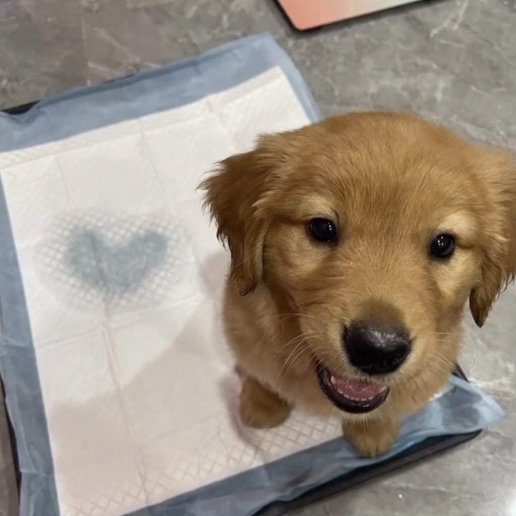 takemybear 🐶 tweet media