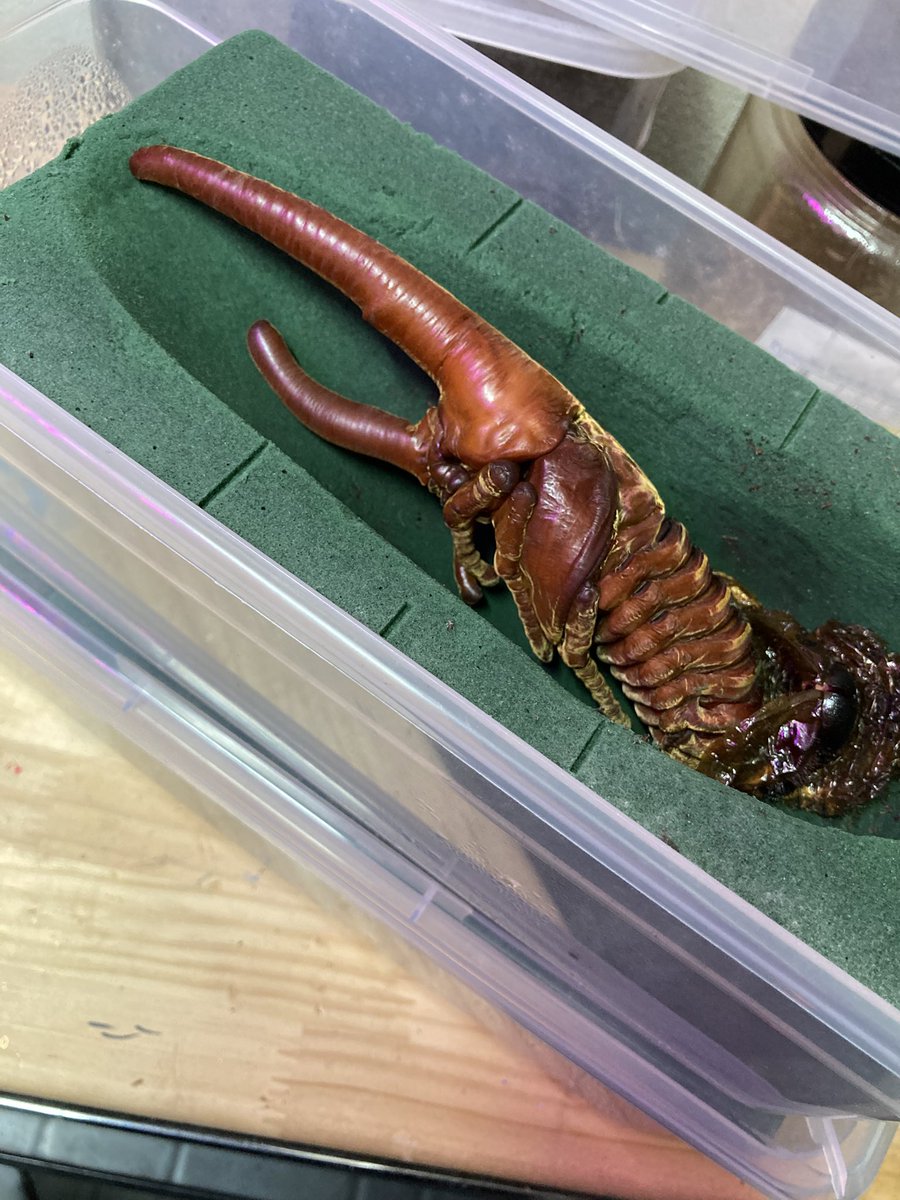 ツー (@two_kabutomushi) / Posts / X