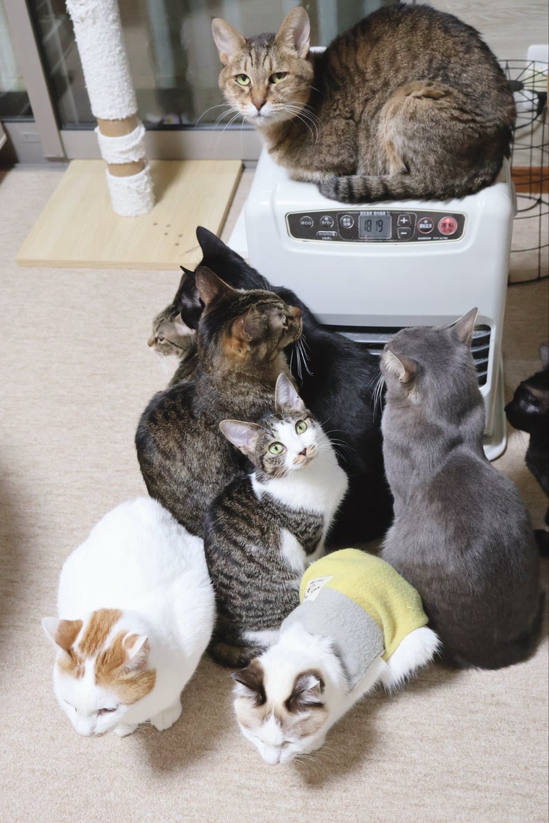 apricot🐾 (@chihua_nekodays) / Posts / X