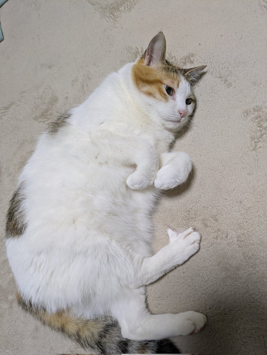 れんちー (@_gsotg_bolt_s) on Twitter photo 