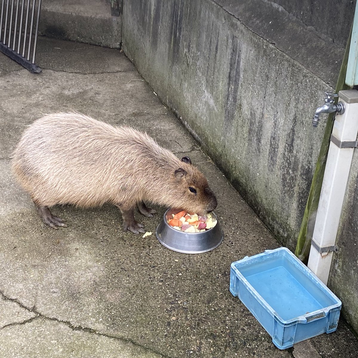 お野菜もろた。