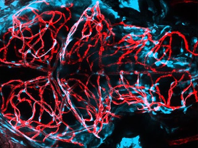 Biomedical Picture of the Day BPoD tweet media