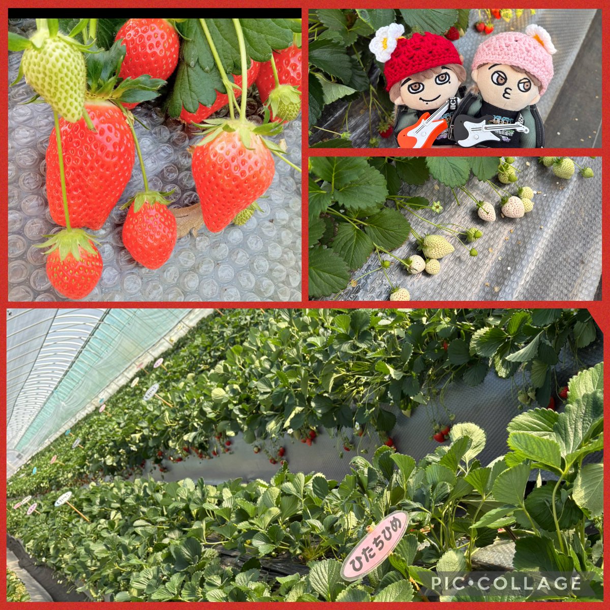 uminanoni_numa's tweet photo. 🍓狩りー！
１つの畝に1.5メートル間隔ぐらいで
9種類もの🍓が植えてあるので
直進しながら食べ比べが出来るの
ものすごく楽しかった
名前の表示もわかりやすくて良き❤️
もういっこという🍓がとても美味しかった！白イチゴはサッパリしてるけど
不思議と甘い　50個食べたー🤗
#ストロベリーランド筑西 https://t.co/yeRk1QcTCF