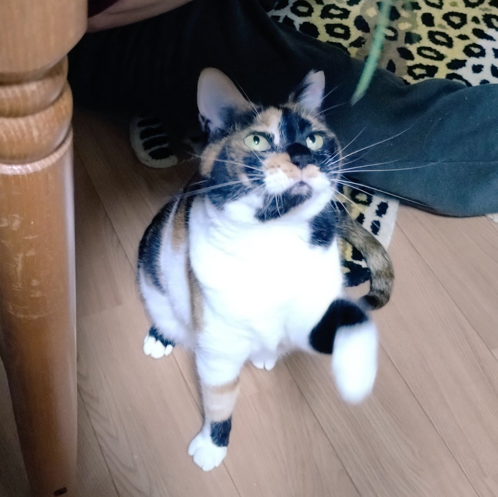 食べちゃう(三毛猫) 食後のエクササイズれっしゅ💨 #三毛猫