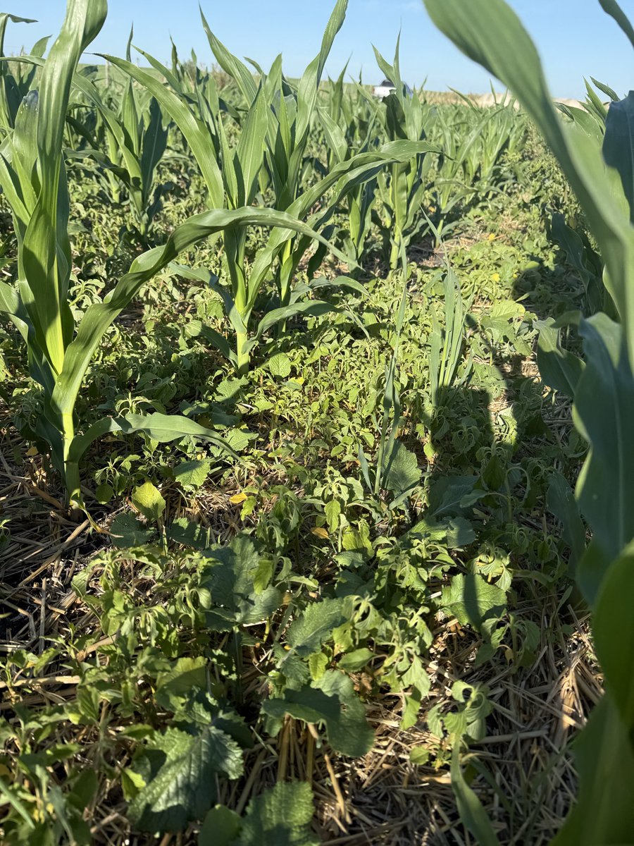 Felipe Andriolo tweet media