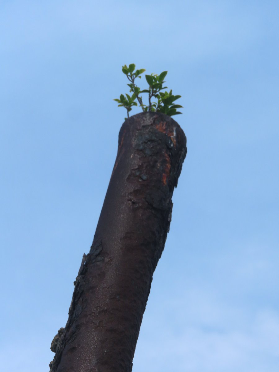 momoshima_jun's tweet photo. 硫黄島に行ったとき、高射砲の先端に根を下ろした植物を見つけた。
あれから数年、大きく育っているだろうか。 https://t.co/UEWIbP6fFv
