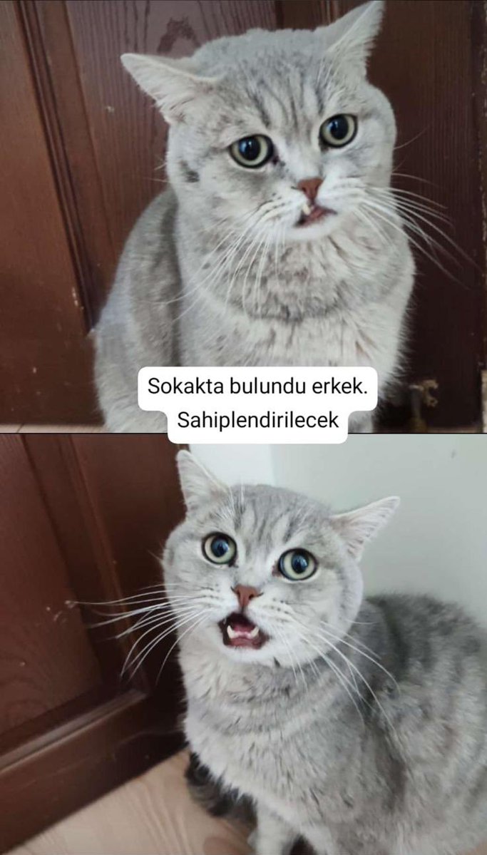ANKARA/ELMADAĞ
1,5 yaşında erkek onu çok sevecek yuvasını arıyor. Sokağa atılmış. Lütfen en azından RT ile destek olun 🙏🏼 
Ankara içi her yere getiririm!
